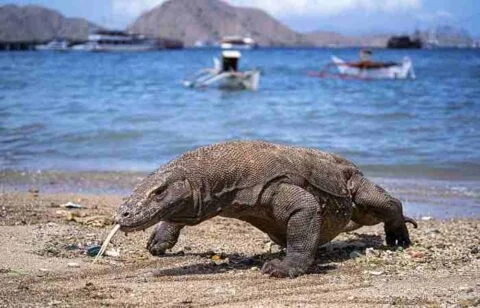 hewan-yang-hampir-punah