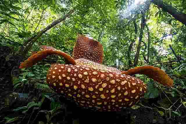 rafflesia arnoldi