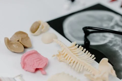 Sistem-Ekskresi-Manusia