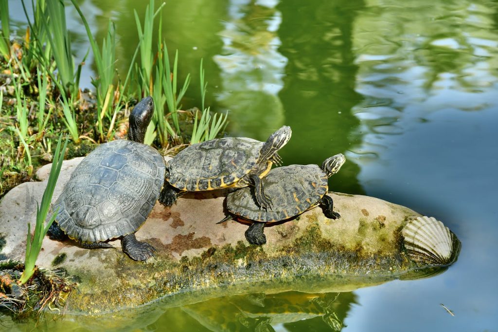 Cara Kura-Kura Berkembang Biak