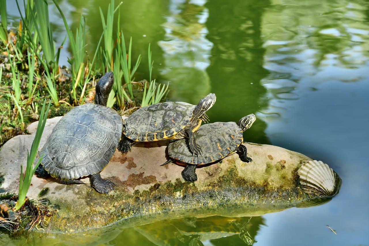 Cara Kura-Kura Berkembang Biak