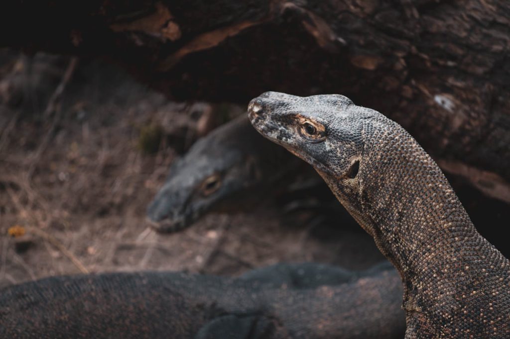 Cara komodo berkembang biak