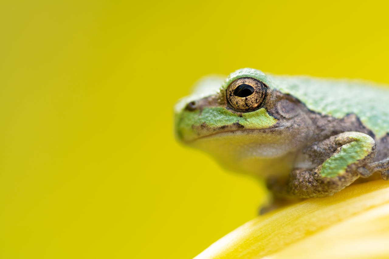 Metamorfosis Katak