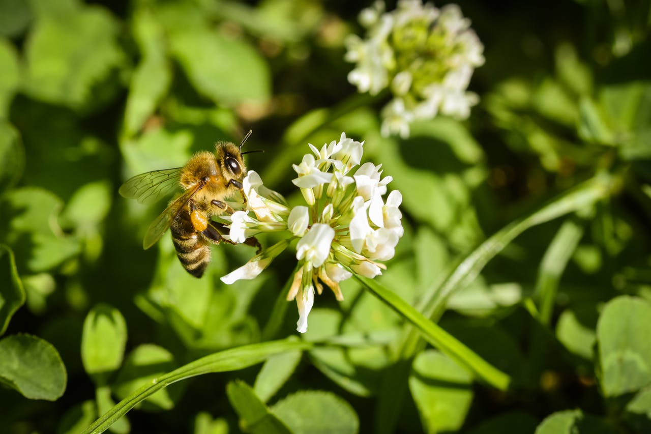 Manfaat Flora dan Fauna