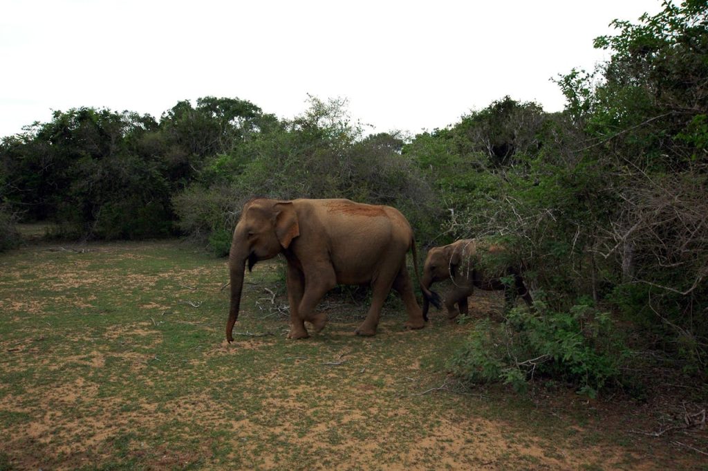 konservasi flora dan fauna